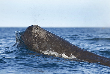 Sperm whale (physeter macrocephalus) A sperm whale head pushing up a wave. The Gulf of California.