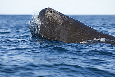 Sperm whale (physeter macrocephalus) A sperm whale head and wave. The Gulf of California.