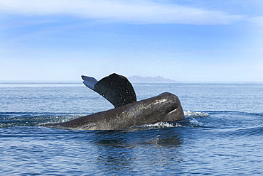 Sperm whale (physeter macrocephalus) A sperm whale dives alongside its companion who has an odd scar at the fron right side of its head.. The Gulf of California.