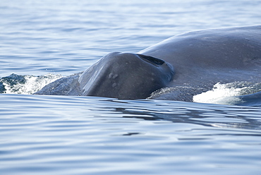 Blue whale (balaenoptera musculus) A submerging blue whale head.The Gulf of California.