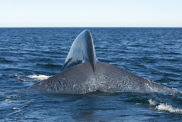 Blue whale (balaenoptera musculus) A blue whale tail stock and tail as it dives.The Gulf of California.