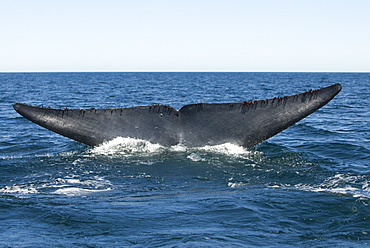 Blue whale (balaenoptera musculus) A blue whale tail and attached barnacles.The Gulf of California.