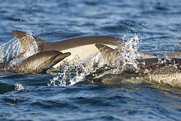 Common dolphin (delphinus delphis)A baby common dolphin surfaces beside its mother.Gulf of California.