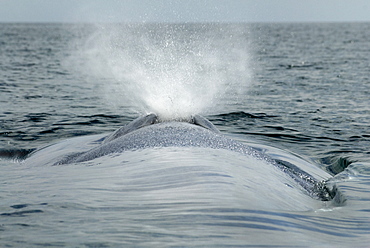 Blue whale (balaenoptera musculus) A close up view of a blue whale blow.The Gulf of California.