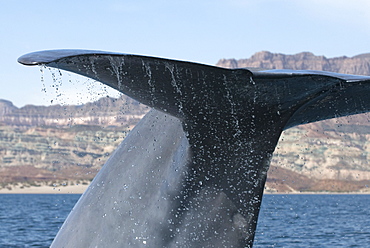 Blue whale (balaenoptera musculus) Water drips from the tail of a diving blue whale.The Gulf of California.