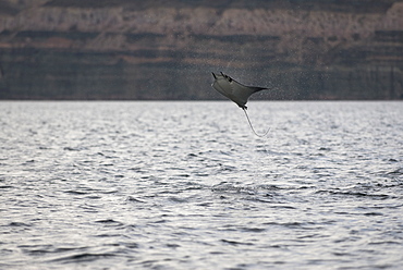 Mobula ray (mobula japonica) A leaping mobula ray. Gulf of California.