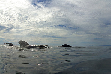 Pilot whale (globicephala macrorynchus) A surfacing pilot whale.Gulf of California.