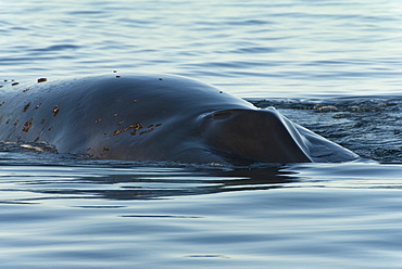 Fin whale (balaenoptera physalus) The head of a fin whale and barnacles attached.Gulf of California.