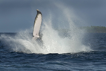 Humpback whale (megaptera novaeangliae)A lobtailing humpback. South Pacific