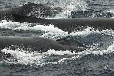 Humpback whale (megaptera novaeangliae) During a heat run humpback whales jostle with each other at close quarters. South Pacific