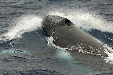 Humpback whale (megaptera novaeangliae)A humpback whale lunging after a female during a heat run. South Pacific