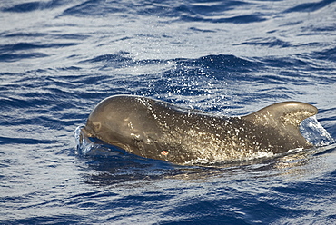 Humpback whale (megaptera novaeangliae) A pilot whale with cookie cutter shark mark. Indonesia.