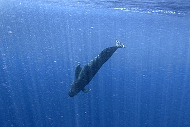 Humpback whale (megaptera novaeangliae) A pilot whale dives in sediment laden waters. Indonesia.