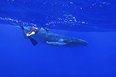 Humpback whale (megaptera novaeangliae) A snorkeller and humpback whale. South Pacific