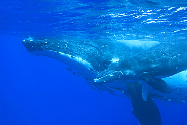 Humpback whale (megaptera novaeangliae) Mother and calf. South Pacific