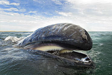 Gray whale (eschrichtius robustus) A gray whal efeeding. Pacific coast Mexico.