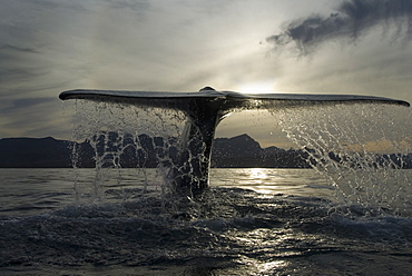 Blue whale (balaenoptera musculus) A blue whale tail late in the evening. Gulf of California.