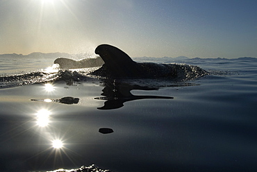 Short finned pilot whales (globicephala macrocephalus) Pilot whal  sin the low light of dawn.  Gulf of California.