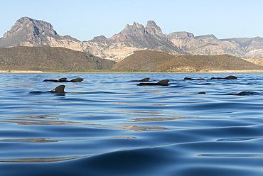 Short finned pilot whales (globicephala macrocephalus) Resting pilot whales with the land behind.  Gulf of California.