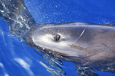 Blowhole of pilot whale (Globicephala melas).
Ligurian Sea.
Restricted resolution (Please contact us).