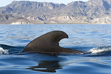 Short finned pilot whales (globicephala macrocephalus) The quintessential pilot whale fin. Gulf of California.