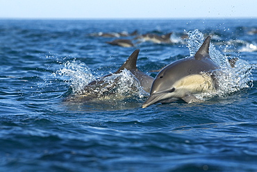 Common dolphin (delphinus delphis) The head of an approaching dolphin. Gulf of California.