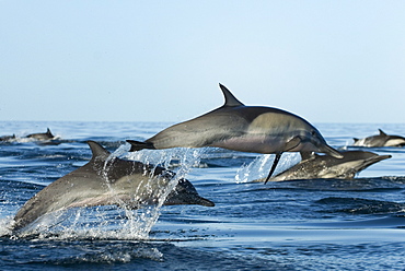 Common dolphin (delphinus delphis) The pink underbelly of this leaping dolphin clearly visible.  Gulf of California.