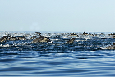 Common dolphin (delphinus delphis) A group of travelling dolphin. Gulf of California.