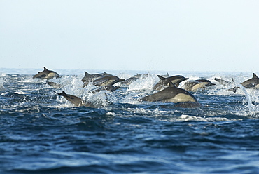 Common dolphin (delphinus delphis) Fast moving common dolphin. Gulf of California.