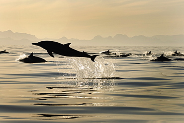 Common dolphin (delphinus delphis) The silhouette of a leaping dolphin.Gulf of California.