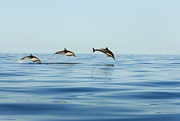 Common dolphin (delphinus delphis) A trio of leaping dolphins. Gulf of California.