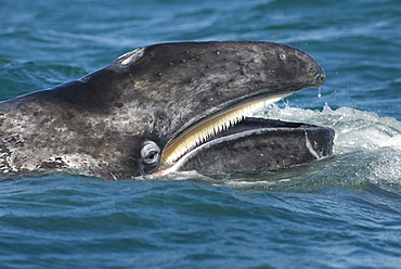 Gray whale (eschrictius robustus) The eye and mouth of a gray whale.  Gulf of California.