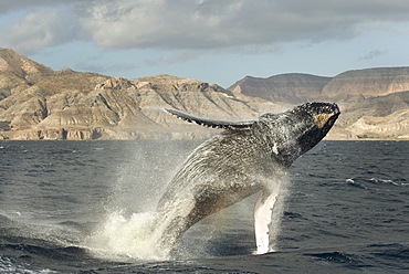 Humpback whale (megaptera novaeangliae)  A breaching humpback whale. Gulf of California.