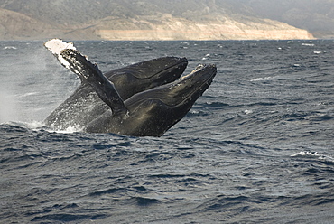 Humpback whale (megaptera novaeangliae) A pair of humpback whales breach in prefect harmony. Gulf of California.