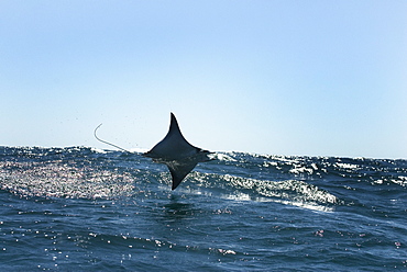 Mobula ray (mobula japonica) A mobula leaps clear of the water and skims the swell. Gulf of California.