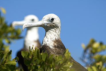 Magnificent frigat bird (fregata magnificens ) A pair of young frigate birds. Gulf of California.