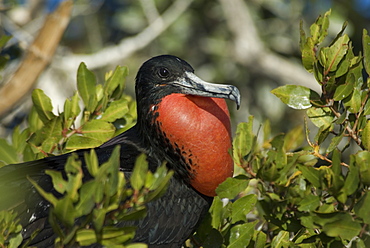 Magnificent frigat bird (fregata magnificens ) A male frigate bird displaying his pouch. Gulf of California.