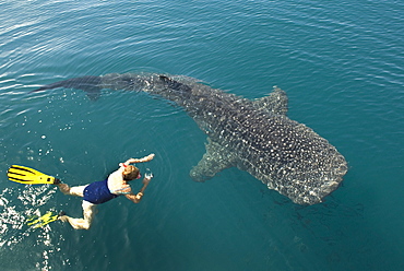 Whale shark (rincodon typus) A swimmer with a whale shark.Gulf of California