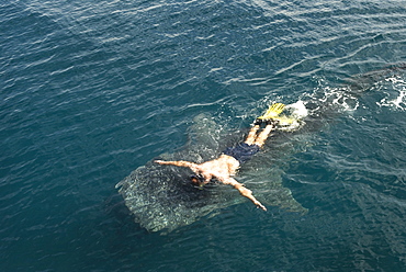 Whale shark (rincodon typus) A swimmer with a whale shark.Gulf of California