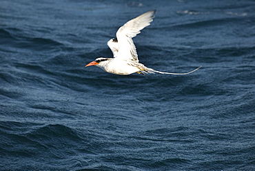 Red billed tropic bird (phaeton aethereus) A red billed tropic bird and the archetypal long streamer of a tail.  Gulf of California.