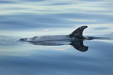 Risso's dolphins. (Grampus griseus) A Risso's dolphin with reflection. Azores.