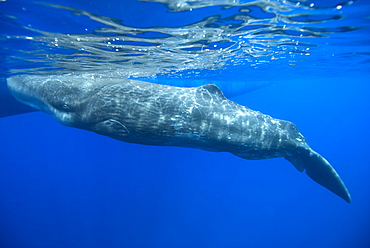 Sperm whale (physeter macrocephalus) A young sperm whale rests against a boats hull.Azores