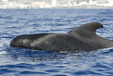 Pilot whales (globicephala macrocephalus) A quintessential view of a pilot whale. Canary Islands.