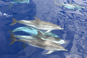 Spotted dolphin (stenella frontalis)A group of bowriding spotted dolphins. Azores.