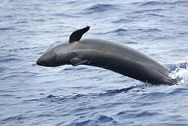 False killer whales (pseudorca crassidens) A breaching false killer whale. Azores.