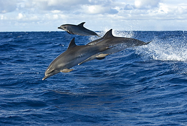 Spotted dolphin (stenella frontalis) Spotted dolphins rush to bow ride a passing yacht. Azores.