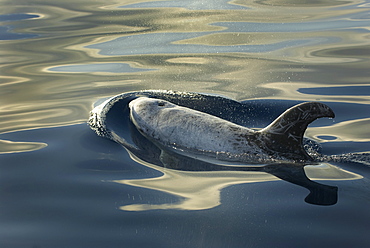 Risso's dolphins. (Grampus griseus)A Risso's dolphin at sunset in a silky sea. Azores.