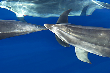 Bottlenose dolphins (tursiops truncatus) Bowriding bottlenose dolphin. Canary Islands.