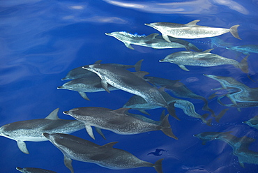 Spotted dolphins (stenella frontalis) A cloud of spotted dolphins in beautiful clear oceanic water.  Canary Islands.