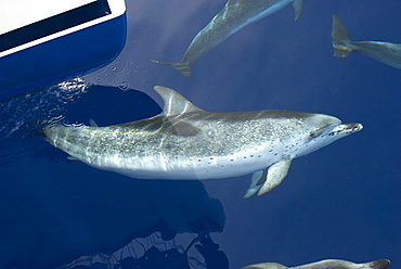 Spotted dolphins (stenella frontalis) A bow riding spotted dolphin. Canary Islands.